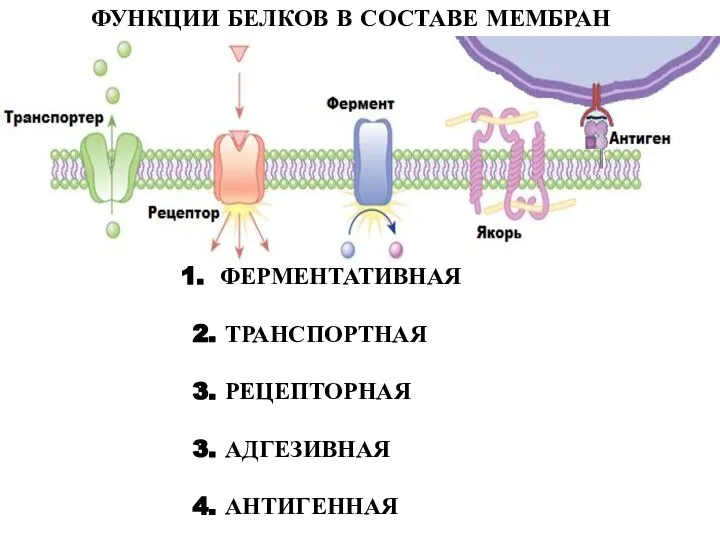 ФУНКЦИИ БЕЛКОВ В СОСТАВЕ МЕМБРАН ФЕРМЕНТАТИВНАЯ 2. ТРАНСПОРТНАЯ 3. РЕЦЕПТОРНАЯ 3. АДГЕЗИВНАЯ 4. АНТИГЕННАЯ