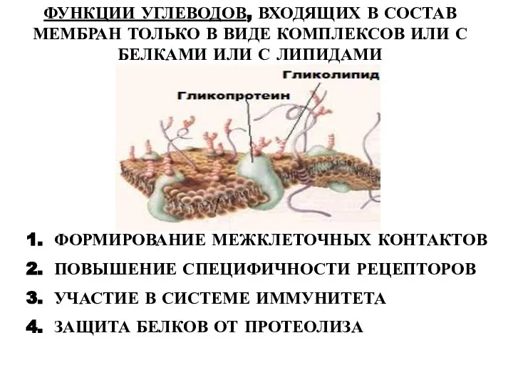 ФУНКЦИИ УГЛЕВОДОВ, ВХОДЯЩИХ В СОСТАВ МЕМБРАН ТОЛЬКО В ВИДЕ КОМПЛЕКСОВ ИЛИ С