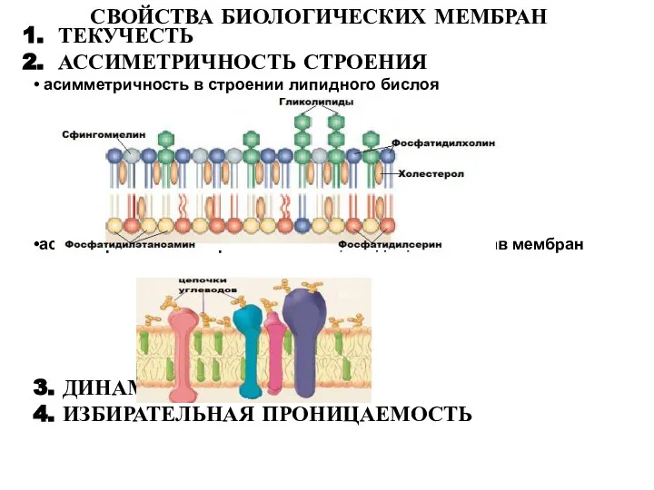 СВОЙСТВА БИОЛОГИЧЕСКИХ МЕМБРАН ТЕКУЧЕСТЬ АССИМЕТРИЧНОСТЬ СТРОЕНИЯ • асимметричность в строении липидного бислоя