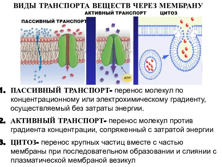 ВИДЫ ТРАНСПОРТА ВЕЩЕСТВ ЧЕРЕЗ МЕМБРАНУ ПАССИВНЫЙ ТРАНСПОРТ- перенос молекул по концентрационному или