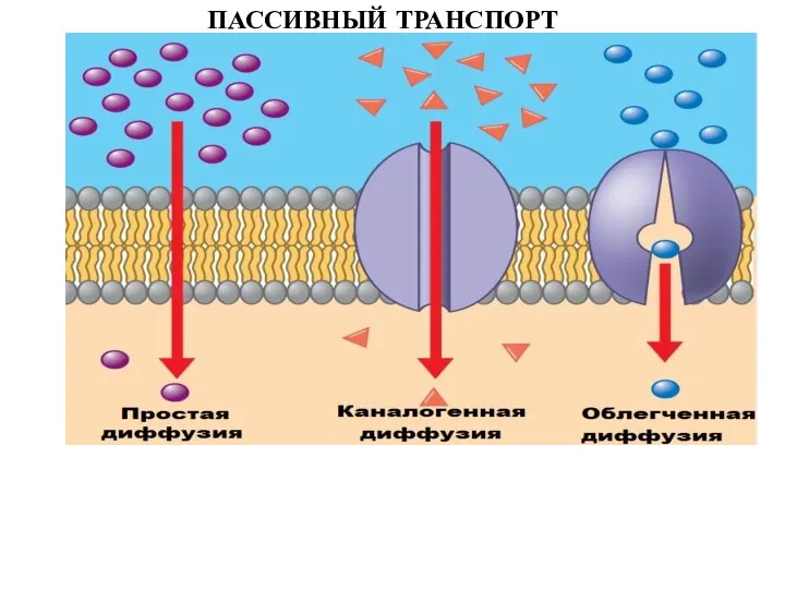 ПАССИВНЫЙ ТРАНСПОРТ