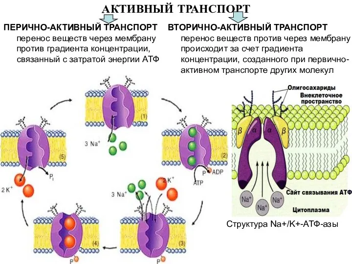 АКТИВНЫЙ ТРАНСПОРТ ПЕРИЧНО-АКТИВНЫЙ ТРАНСПОРТ перенос веществ через мембрану против градиента концентрации, связанный