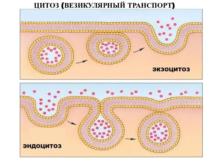 ЦИТОЗ (ВЕЗИКУЛЯРНЫЙ ТРАНСПОРТ)