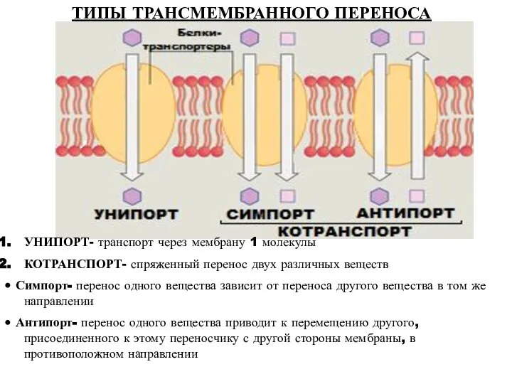 УНИПОРТ- транспорт через мембрану 1 молекулы КОТРАНСПОРТ- спряженный перенос двух различных веществ
