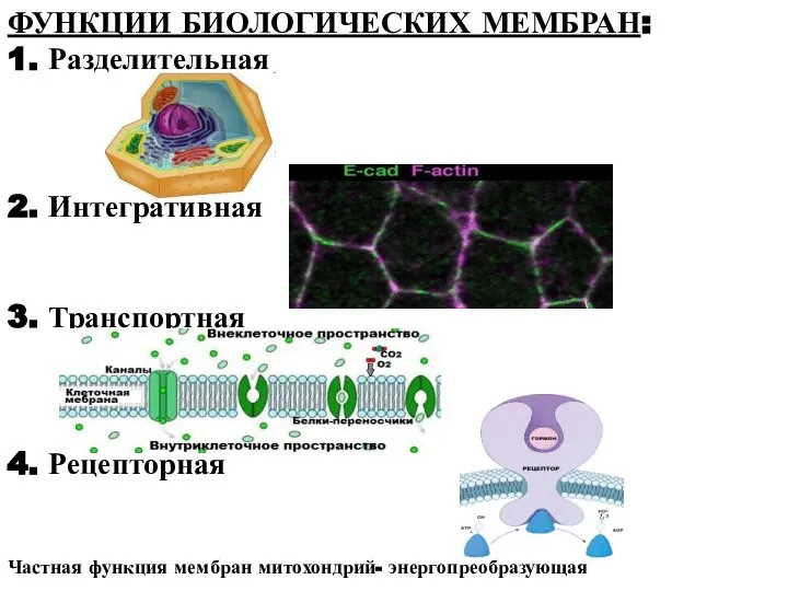 ФУНКЦИИ БИОЛОГИЧЕСКИХ МЕМБРАН: 1. Разделительная 2. Интегративная 3. Транспортная 4. Рецепторная Частная функция мембран митохондрий- энергопреобразующая