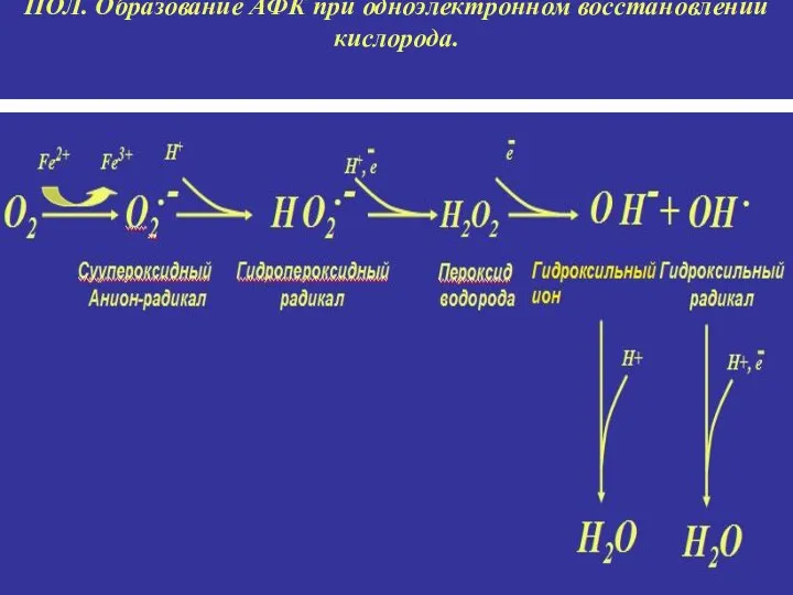 ПОЛ. Образование АФК при одноэлектронном восстановлении кислорода.