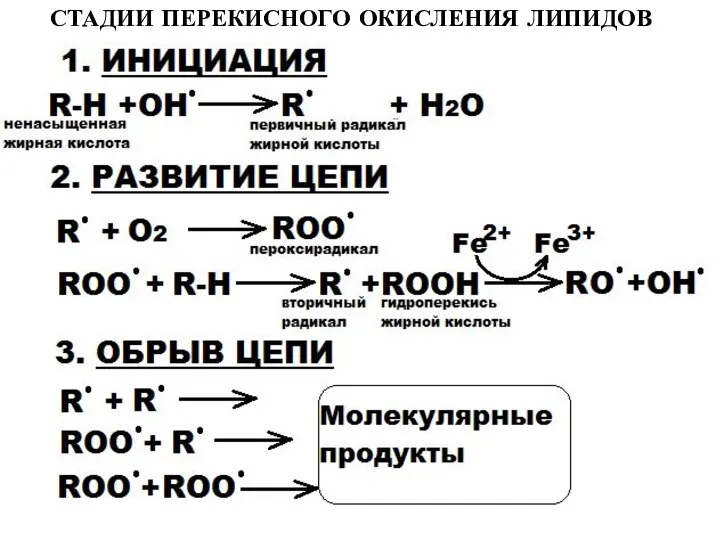 СТАДИИ ПЕРЕКИСНОГО ОКИСЛЕНИЯ ЛИПИДОВ