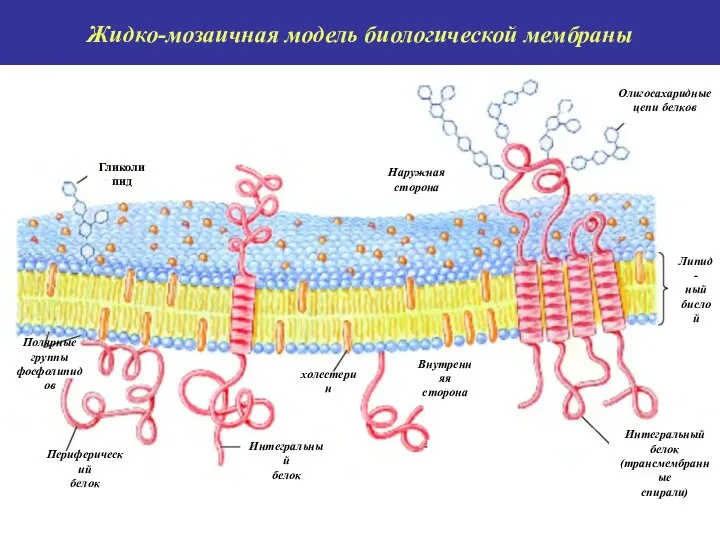 Жидко-мозаичная модель биологической мембраны Fluid mosaic model for membrane structure Гликолипид Наружная