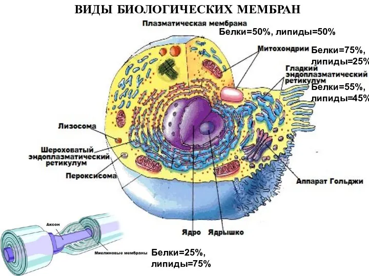 ВИДЫ БИОЛОГИЧЕСКИХ МЕМБРАН Белки=50%, липиды=50% Белки=55%, липиды=45% Белки=75%, липиды=25% Белки=25%, липиды=75%