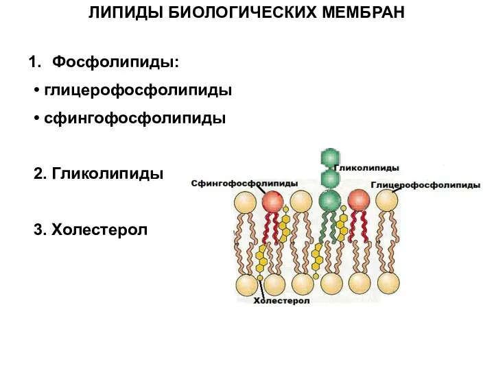 ЛИПИДЫ БИОЛОГИЧЕСКИХ МЕМБРАН Фосфолипиды: • глицерофосфолипиды • сфингофосфолипиды 2. Гликолипиды 3. Холестерол