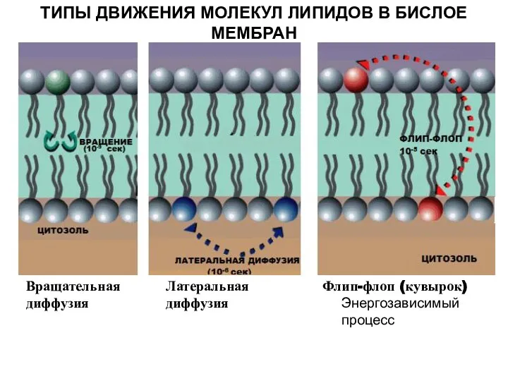 ТИПЫ ДВИЖЕНИЯ МОЛЕКУЛ ЛИПИДОВ В БИСЛОЕ МЕМБРАН Флип-флоп (кувырок) Энергозависимый процесс Вращательная диффузия Латеральная диффузия