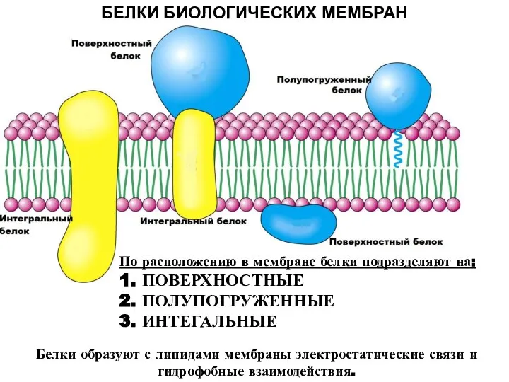 БЕЛКИ БИОЛОГИЧЕСКИХ МЕМБРАН По расположению в мембране белки подразделяют на: 1. ПОВЕРХНОСТНЫЕ