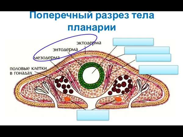 Поперечный разрез тела планарии