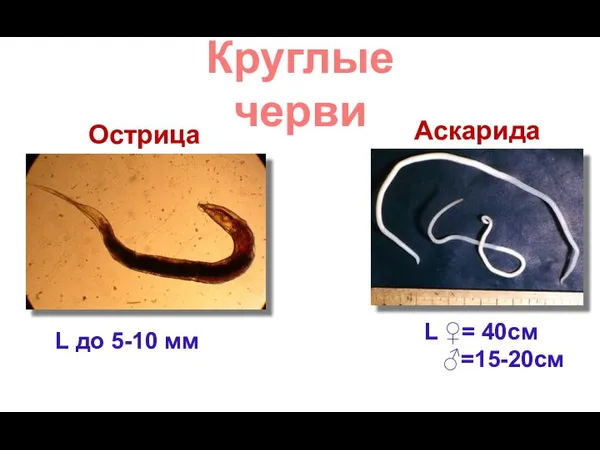 L до 5-10 мм Острица Аскарида L ♀= 40см ♂=15-20см Круглые черви