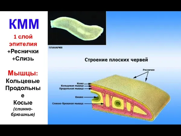 1 слой эпителия +Реснички +Слизь Мышцы: Кольцевые Продольные Косые (спинно-брюшные) КММ