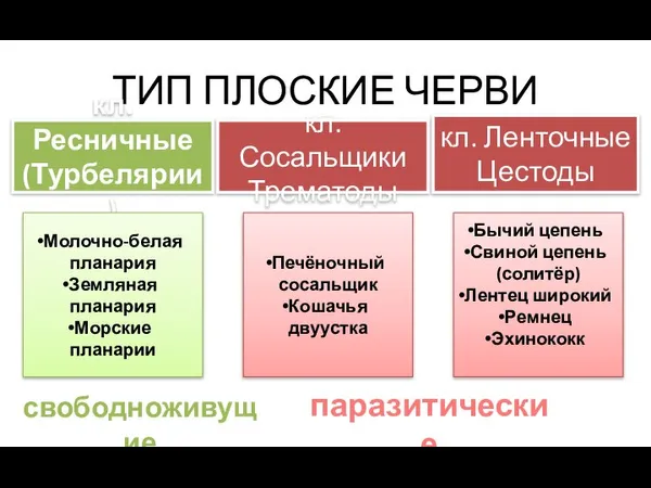 ТИП ПЛОСКИЕ ЧЕРВИ кл. Ресничные (Турбелярии) кл. Сосальщики Трематоды кл. Ленточные Цестоды