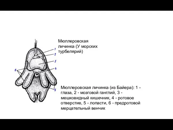 Мюллеровская личинка (из Байера): 1 - глаза, 2 - мозговой ганглий, 3