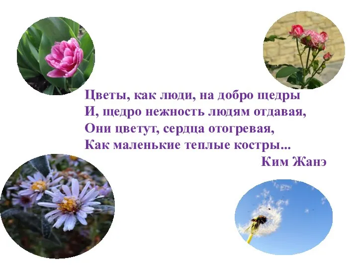 Цветы, как люди, на добро щедры И, щедро нежность людям отдавая, Они