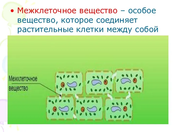 Межклеточное вещество – особое вещество, которое соединяет растительные клетки между собой