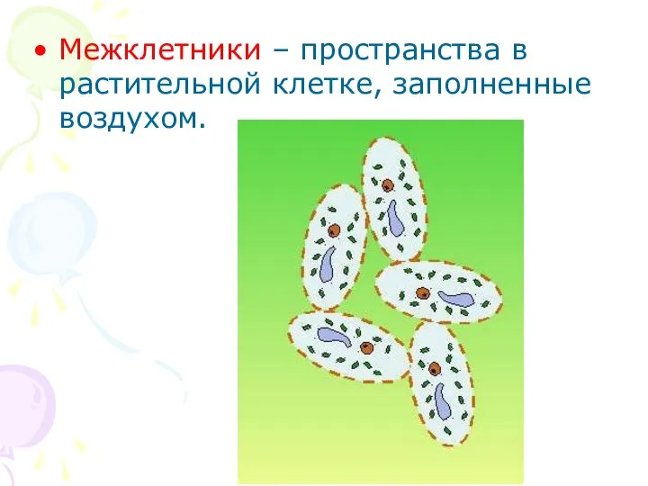 Межклетники – пространства в растительной клетке, заполненные воздухом.