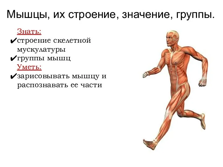 Мышцы, их строение, значение, группы. Знать: строение скелетной мускулатуры группы мышц Уметь: