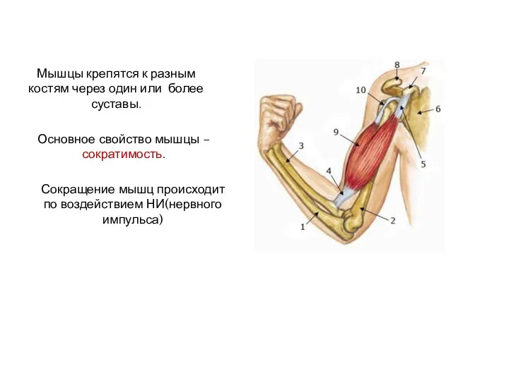 Мышцы крепятся к разным костям через один или более суставы. Основное свойство