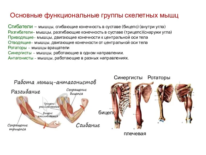 Сгибатели – мышцы, сгибающие конечность в суставе (бицепс) (внутри угла) Разгибатели– мышцы,