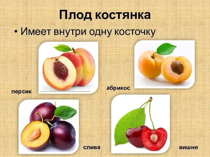 Плод костянка Имеет внутри одну косточку персик абрикос слива вишня