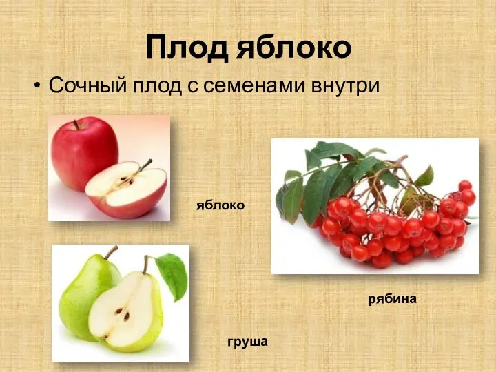 Плод яблоко Сочный плод с семенами внутри яблоко груша рябина
