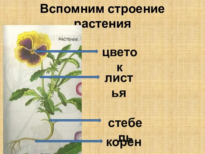 Вспомним строение растения листья корень стебель цветок