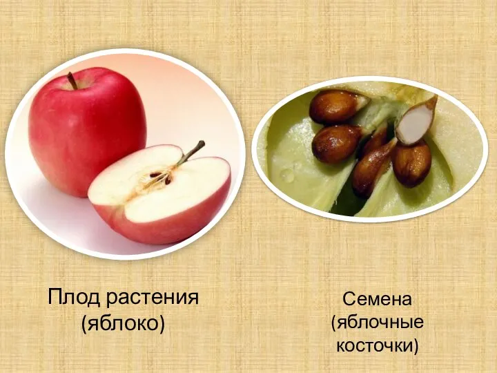 Плод растения (яблоко) Семена (яблочные косточки)