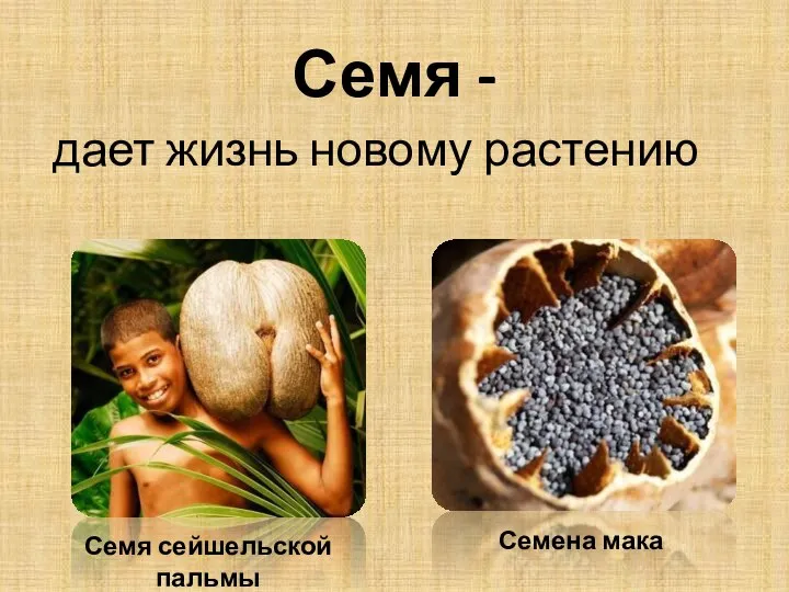 Семя - дает жизнь новому растению Семя сейшельской пальмы Семена мака