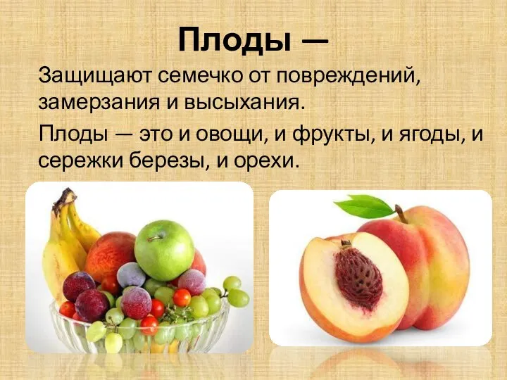 Плоды — Защищают семечко от повреждений, замерзания и высыхания. Плоды — это