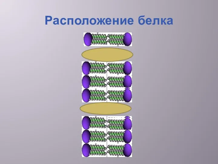 Расположение белка