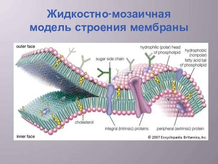 Жидкостно-мозаичная модель строения мембраны