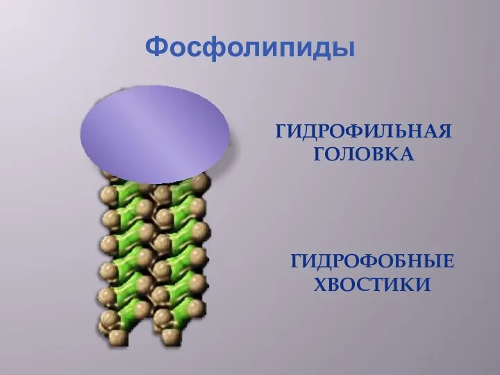 Фосфолипиды ГИДРОФИЛЬНАЯ ГОЛОВКА ГИДРОФОБНЫЕ ХВОСТИКИ