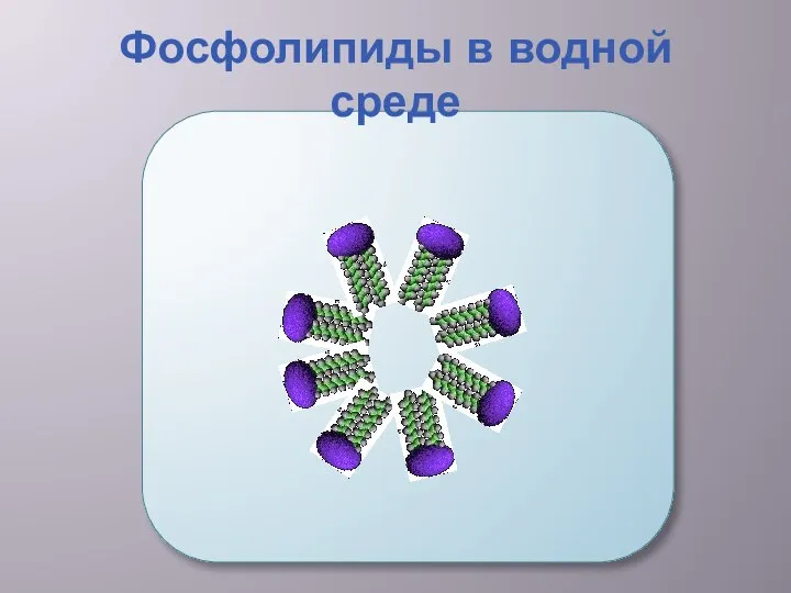 Фосфолипиды в водной среде