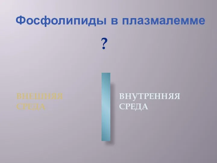 Фосфолипиды в плазмалемме ? ВНЕШНЯЯ СРЕДА ВНУТРЕННЯЯ СРЕДА