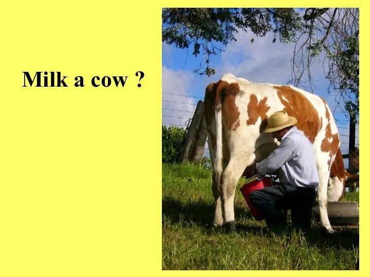 Milk a cow ?