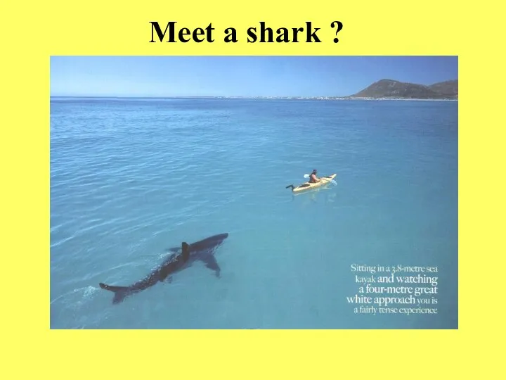 Meet a shark ?