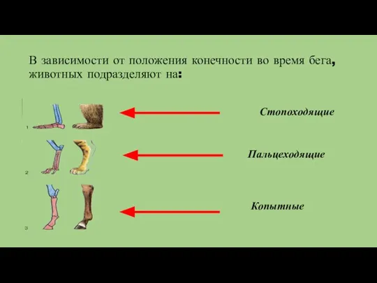 В зависимости от положения конечности во время бега, животных подразделяют на: Стопоходящие Пальцеходящие Копытные