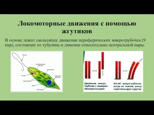 Локомоторные движения с помощью жгутиков В основе лежит скользящее движение периферических микротрубочек