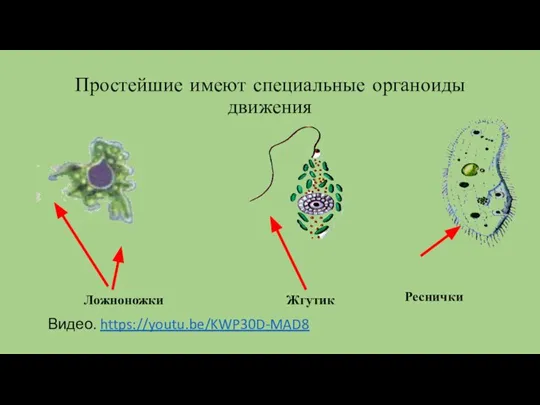 Простейшие имеют специальные органоиды движения Ложноножки Жгутик Реснички Видео. https://youtu.be/KWP30D-MAD8