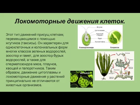 Локомоторные движения клеток. Этот тип движений присущ клеткам, перемещающимся с помощью жгутиков