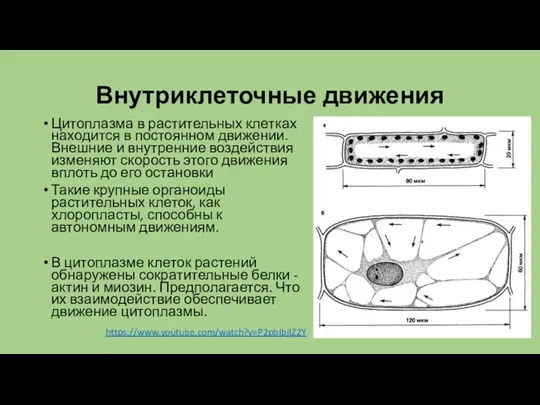 Внутриклеточные движения Цитоплазма в растительных клетках находится в постоянном движении. Внешние и