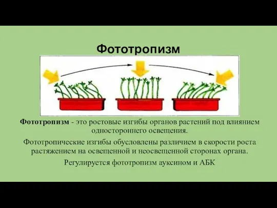 Фототропизм Фототропизм - это ростовые изгибы органов растений под влиянием одностороннего освещения.