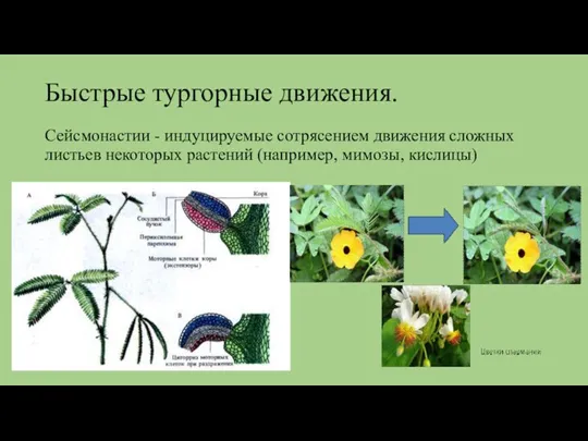 Быстрые тургорные движения. Сейсмонастии - индуцируемые сотрясением движения сложных листьев некоторых растений (например, мимозы, кислицы)