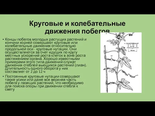 Круговые и колебательные движения побегов Концы побегов молодых растущих растений и кончики