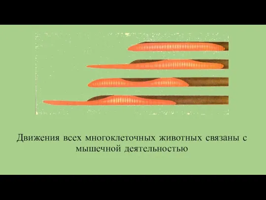 Движения всех многоклеточных животных связаны с мышечной деятельностью