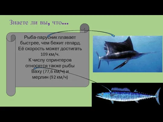 Знаете ли вы, что… Рыба-парусник плавает быстрее, чем бежит гепард. Её скорость